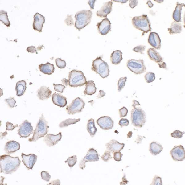 B7-H3 (CD276) Antibody in Immunocytochemistry (ICC/IF)