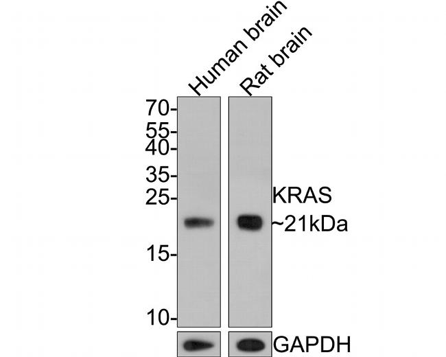 K-Ras Antibody in Western Blot (WB)