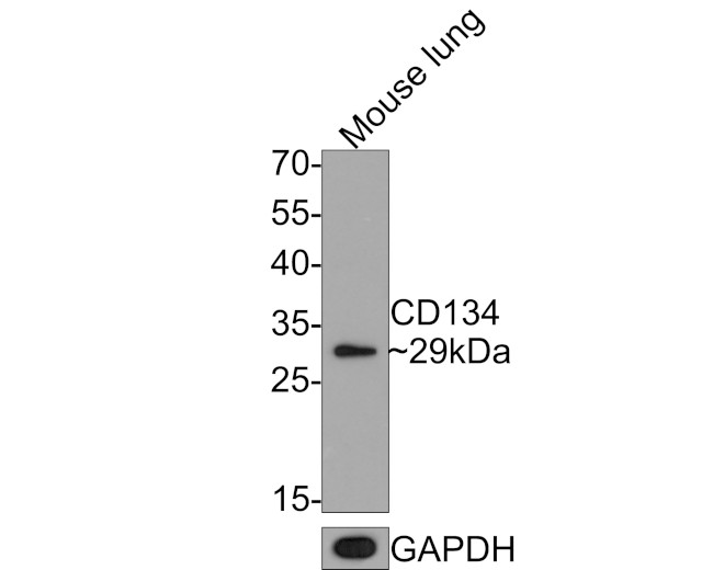 OX40 (CD134) Antibody in Immunocytochemistry (ICC/IF)