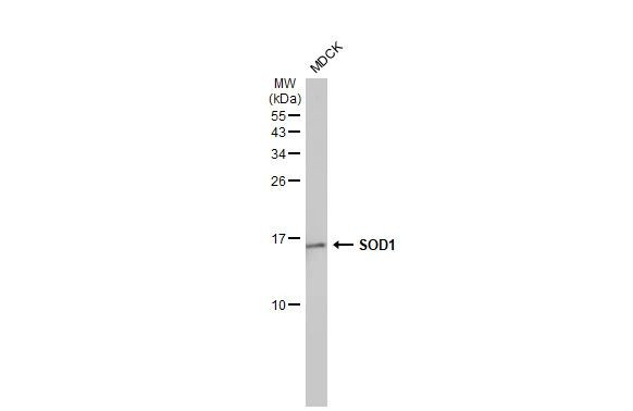 SOD1 Antibody in Western Blot (WB)