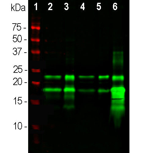 MBP Antibody in Western Blot (WB)