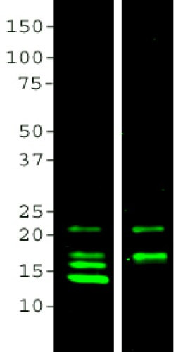 MBP Antibody in Western Blot (WB)