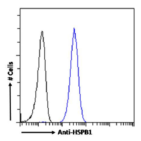 HSP27 Antibody in Flow Cytometry (Flow)