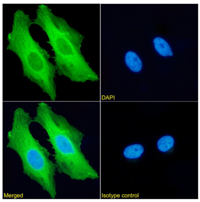 HSP27 Antibody in Immunocytochemistry (ICC/IF)