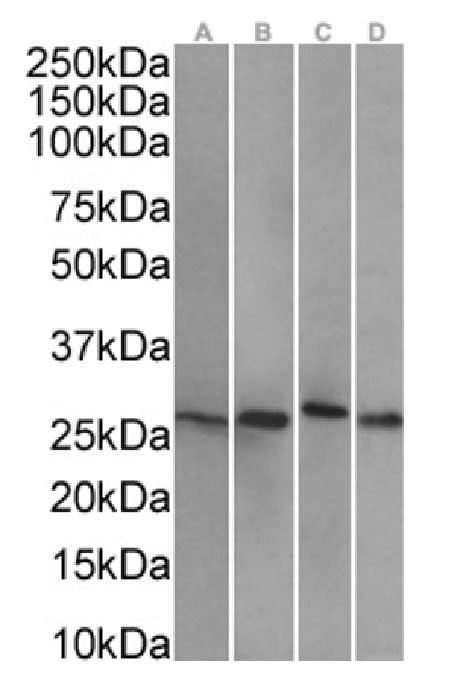 HSP27 Antibody in Western Blot (WB)