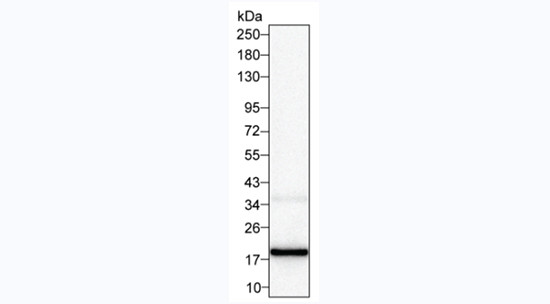 GM-CSF Antibody in Western Blot (WB)