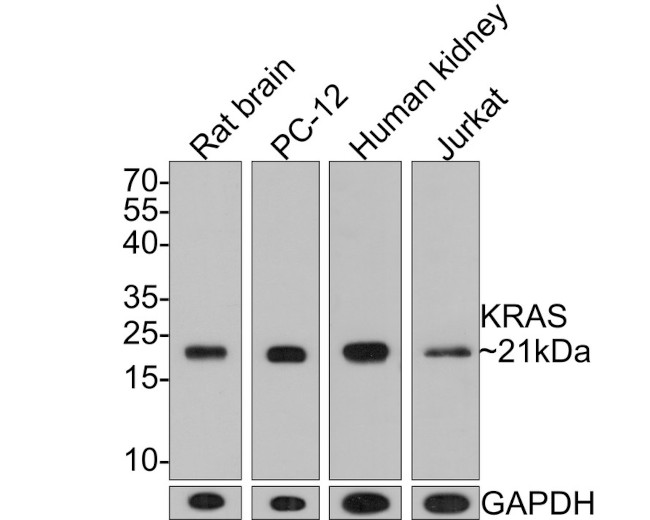 K-Ras Antibody in Western Blot (WB)