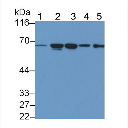 TMPRSS2 Antibody in Western Blot (WB)