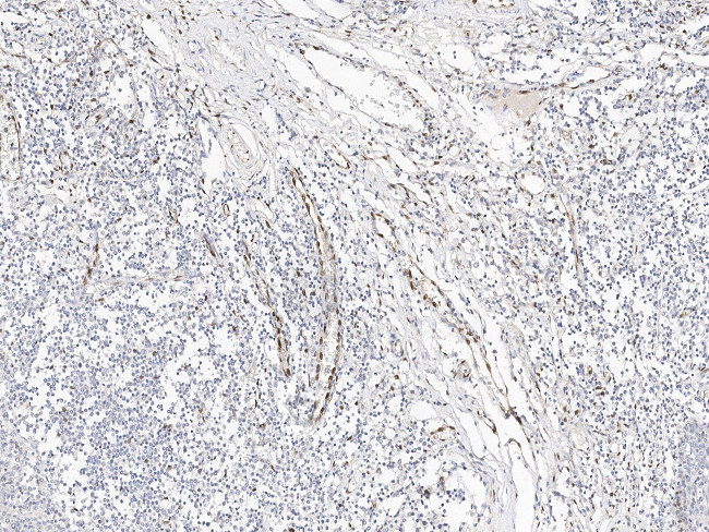 IL-33 Antibody in Immunohistochemistry (Paraffin) (IHC (P))