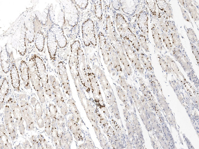 IL-33 Antibody in Immunohistochemistry (Paraffin) (IHC (P))