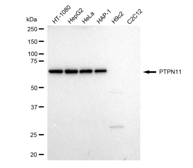 SHP2 Antibody in Western Blot (WB)