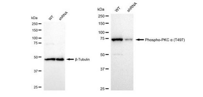 Phospho-PKC alpha (Thr497) Antibody