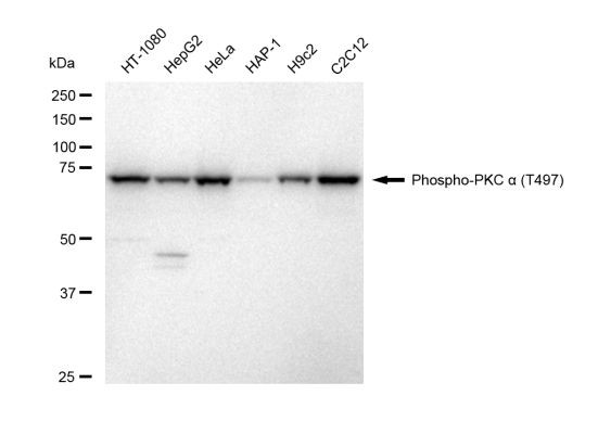 Phospho-PKC alpha (Thr497) Antibody in Western Blot (WB)