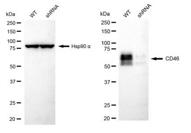 CD46 Antibody