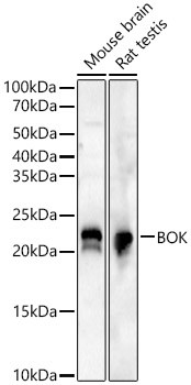 BOK Antibody in Western Blot (WB)