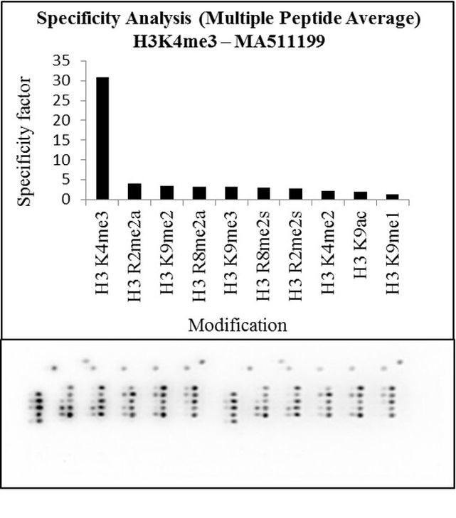 H3K4me3 Antibody in Peptide array (Array)