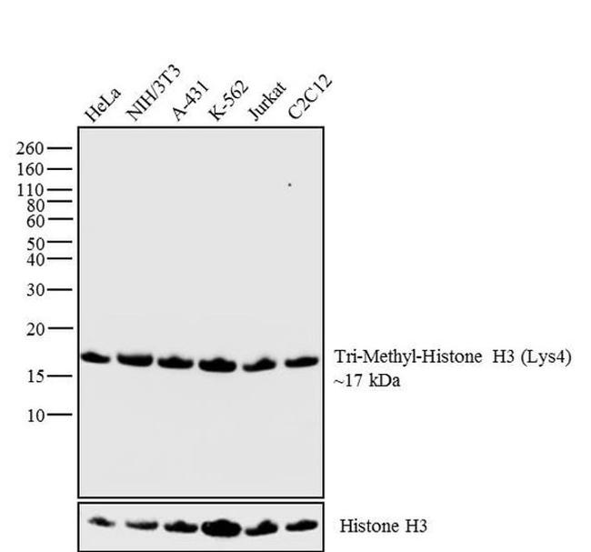 H3K4me3 Antibody in Western Blot (WB)