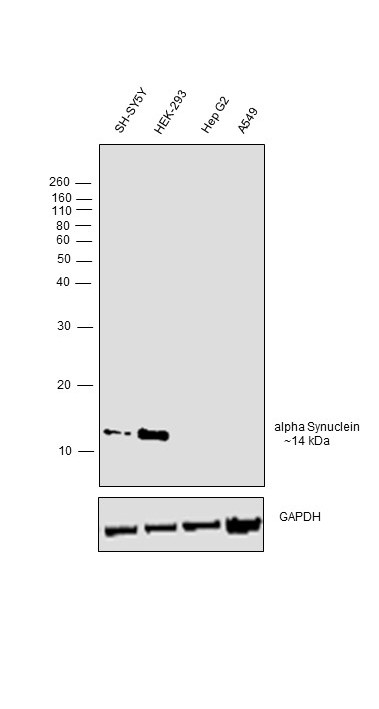 alpha Synuclein Antibody