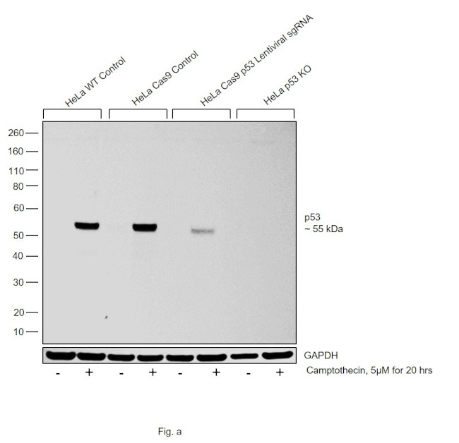 p53 Antibody