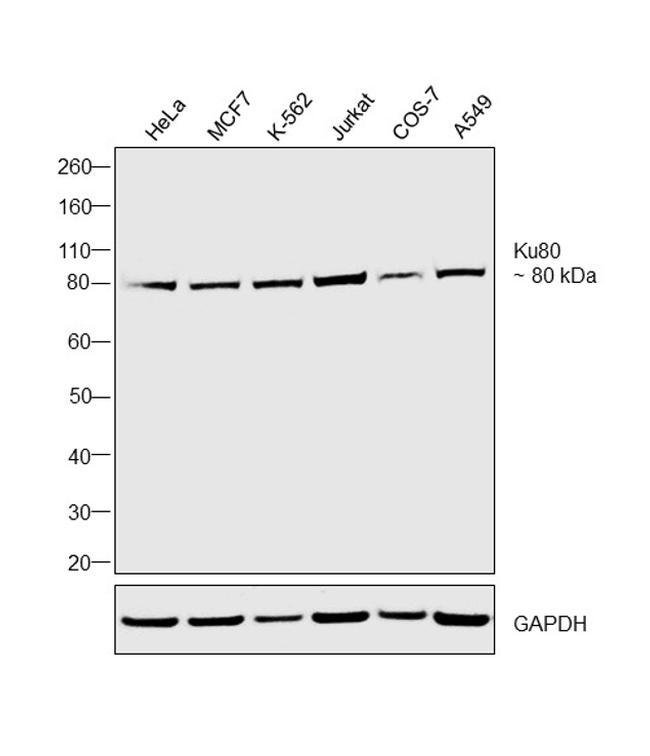 Ku80 Antibody in Western Blot (WB)