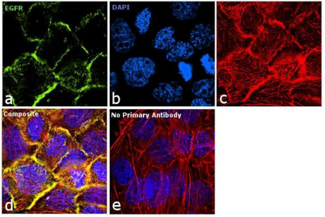 EGFR Antibody in Immunocytochemistry (ICC/IF)