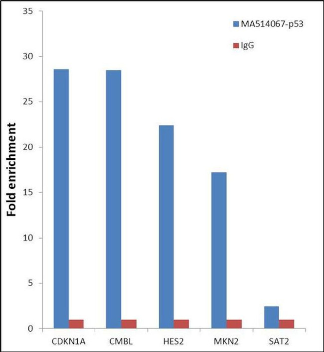 p53 Antibody in ChIP Assay (ChIP)