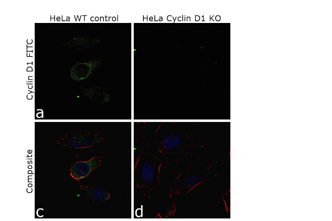 Cyclin D1 Antibody