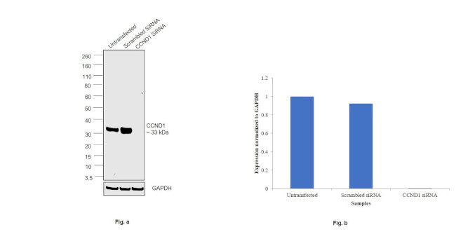 Cyclin D1 Antibody