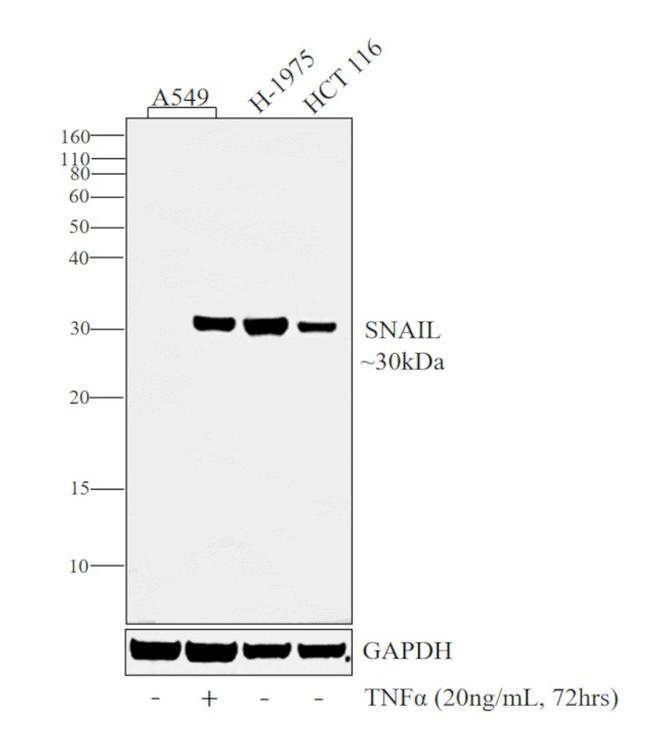 SNAIL Antibody