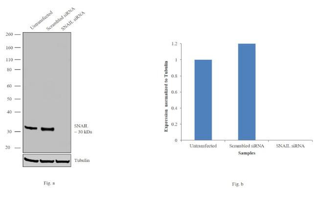 SNAIL Antibody in Western Blot (WB)