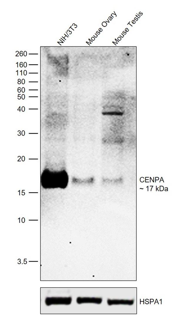 CENPA Antibody in Western Blot (WB)