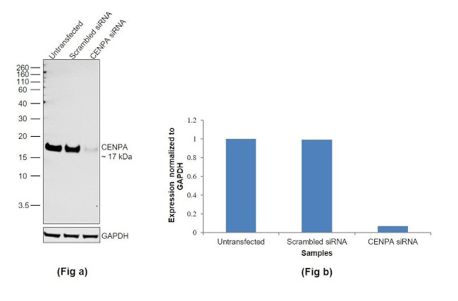 CENPA Antibody