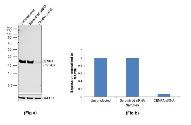 CENPA Antibody in Western Blot (WB)