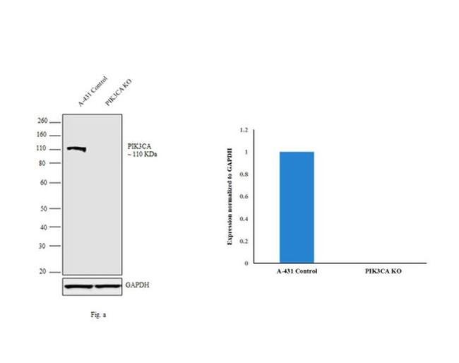 PIK3CA Antibody in Western Blot (WB)