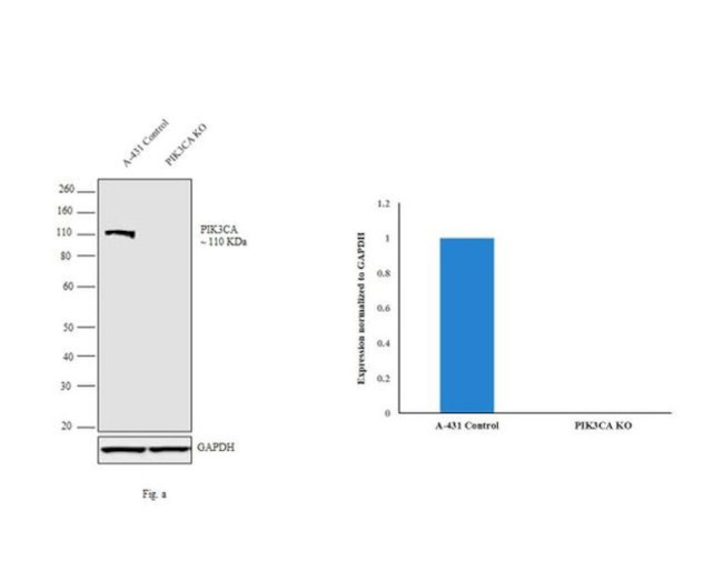 PIK3CA Antibody