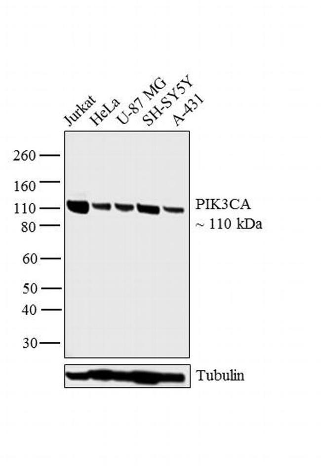 PIK3CA Antibody in Western Blot (WB)