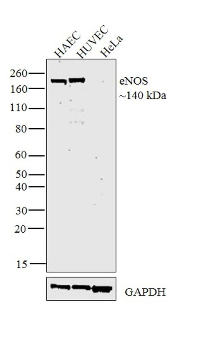 eNOS Antibody