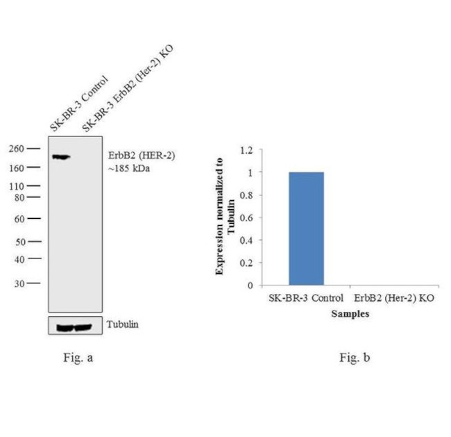 ErbB2 (HER-2) Antibody