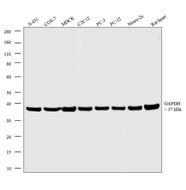 GAPDH Loading Control Antibody in Western Blot (WB)