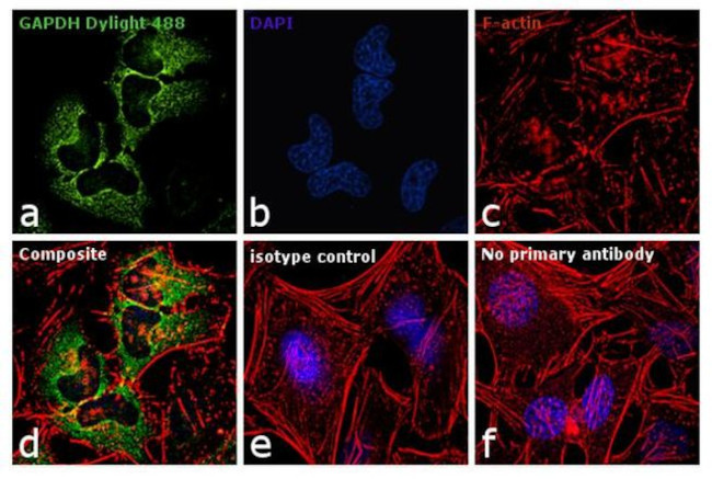 GAPDH Loading Control Antibody in Immunocytochemistry (ICC/IF)