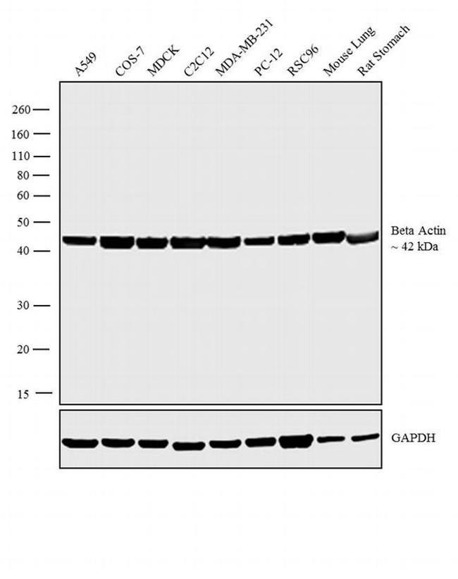 beta Actin Loading Control Antibody in Western Blot (WB)