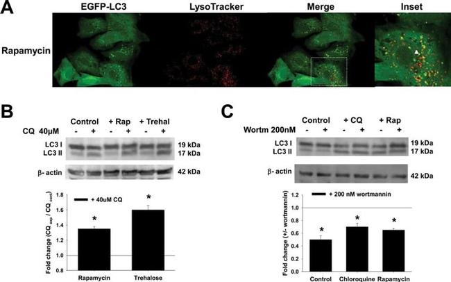 beta Actin Loading Control Antibody in Western Blot (WB)