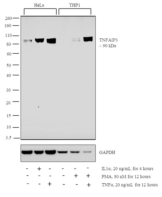 TNFAIP3 Antibody