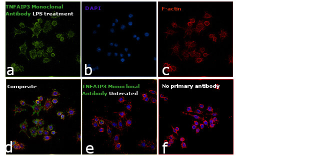 TNFAIP3 Antibody in Immunocytochemistry (ICC/IF)