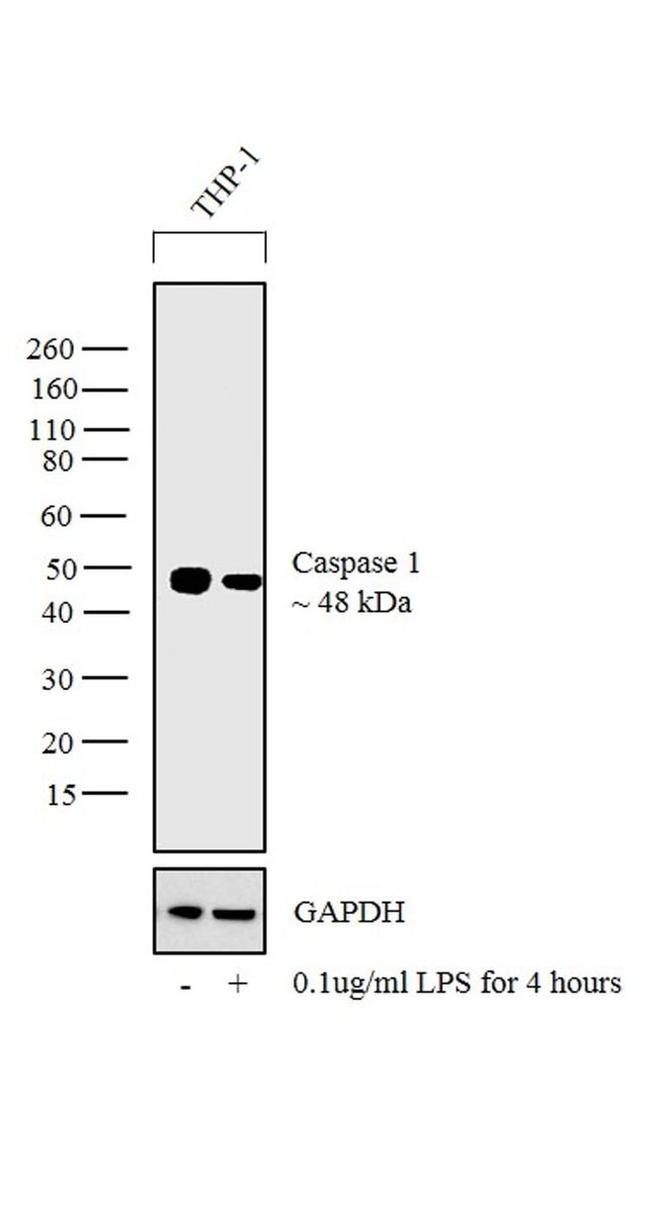 Caspase 1 Antibody in Western Blot (WB)