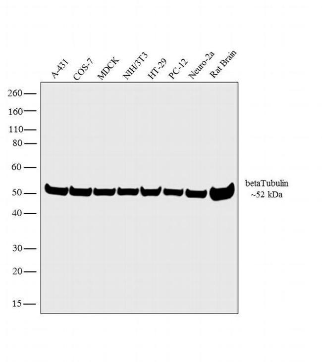 beta Tubulin Loading Control Antibody in Western Blot (WB)