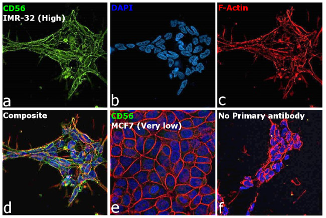 CD56 Antibody in Immunocytochemistry (ICC/IF)