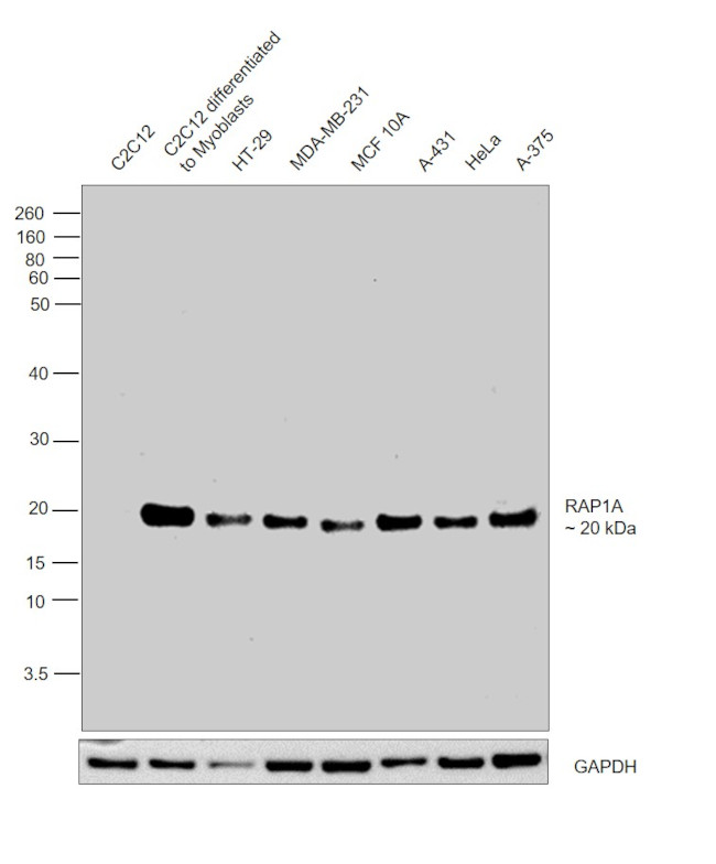 RAP1A Antibody