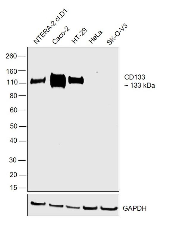 CD133 Antibody in Western Blot (WB)