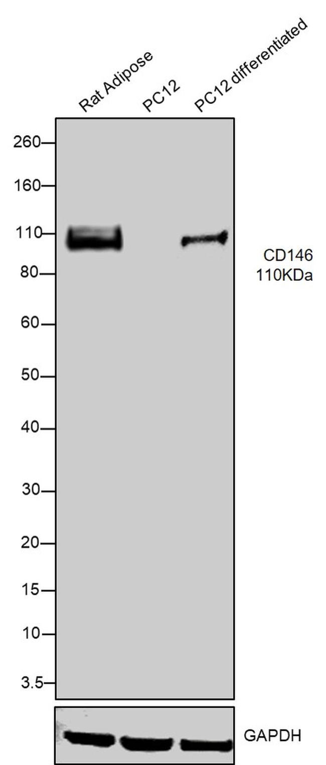 CD146 Antibody in Western Blot (WB)